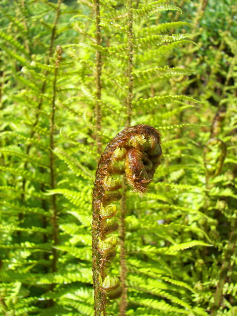 Young fern in Leckmelm Gardens
