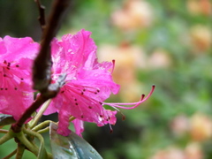 Rhododendron in Leckmelm Gardens