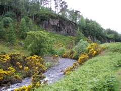 Gorse on the riverbank