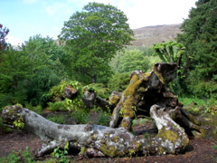 A twisty old beech tree – still alive!