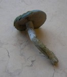 Strange mushroom: stem and gills