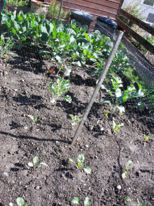 brassicas for winter