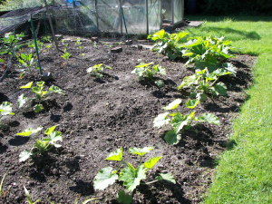 courgettes with gaps