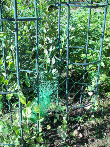 supposed-to-be-peas