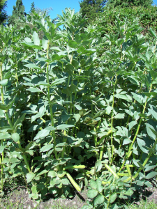 tall beans not cropping