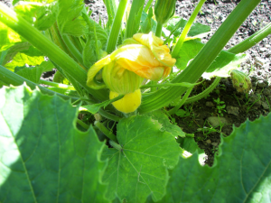 young courgette