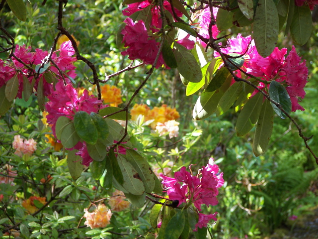 Rhododendrons in Leckmelm Gardens