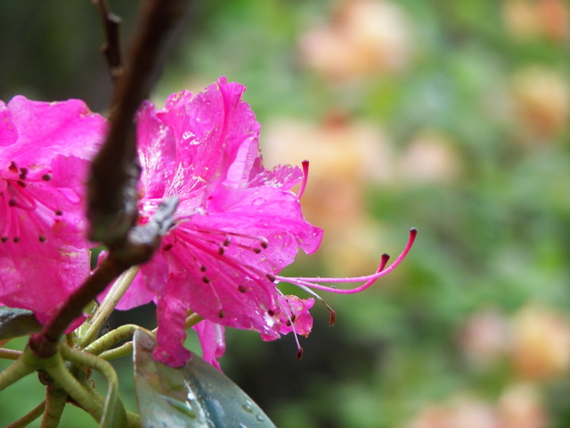 Pink rhododendron
