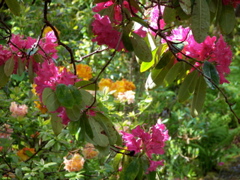 Rhododendrons in Leckmelm Gardens