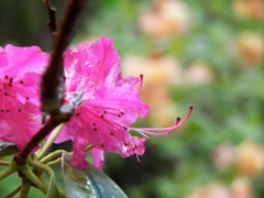 Pink rhododendron